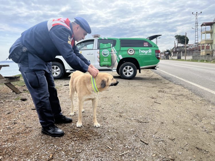 SİNOP'TA GECE KARANLIĞINDA SOKAK KÖPEKLERİNDEN KAYNAKLI MEYDANA GELEN TRAFİK KAZALARINI ÖNLEMEK İÇİN IŞIĞI YANSITICI REFLEKTÖRLÜ TASMALAR TAKILDI (İHA/SİNOP-İHA)
Sinop'ta gece karanlığında sokak köpeklerinden kaynaklı meydana gelen trafik kazalarını önlemek için ışığı yansıtıcı reflektörlü tasmalar takıldı.