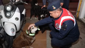 Sinopta sokak kopeklerine isik yansitici tasma takildi1 Habermeydan