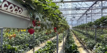 Sinop’ta üretilen topraksız çilek 7 – 8 ülkeye ihraç ediliyor