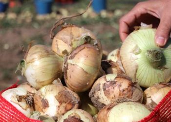 Adana’da soğan hasadı başladı!