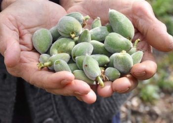 Çağla, kilosu 70 liradan tezgahlarda