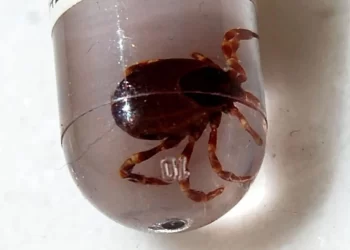 İngiltere’de yeni kene virüsü!