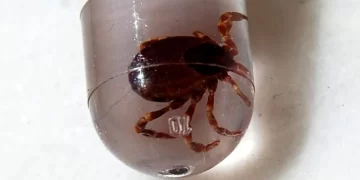 İngiltere’de yeni kene virüsü!