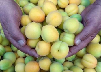 Sezonun ilk örtü altı kayısı hasadı!