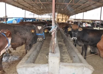 Son kurbanlık sevki için müracaat tarihi 28 Nisan olarak belirlendi