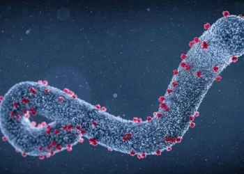 DSÖ, 6 yeni Marburg virüsü vakasının tespit edildiğini duyurdu