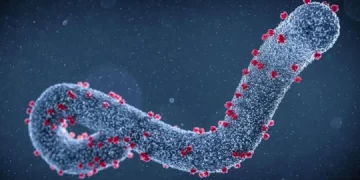 DSÖ, 6 yeni Marburg virüsü vakasının tespit edildiğini duyurdu