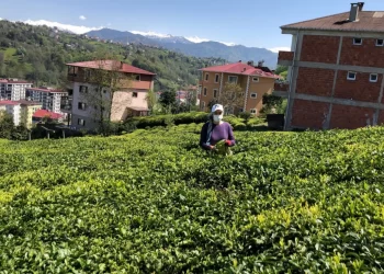 2023 yaş çay sezonu hazırlıkları Doğu Karadeniz Bölgesi’nde başladı