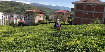 2023 yaş çay sezonu hazırlıkları Doğu Karadeniz Bölgesi’nde başladı