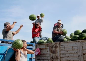 Adana karpuzu hasat sezonu başladı: Tescilli ürün toplanıyor