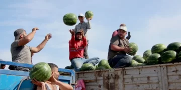 Adana karpuzu hasat sezonu başladı: Tescilli ürün toplanıyor