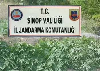 Boyabat’ta 226 kök kenevir ele geçirildi