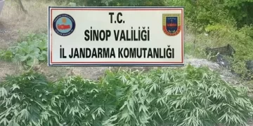 Boyabat’ta 226 kök kenevir ele geçirildi