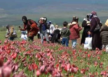 Depremzedeler için lale tarlasına gezi programı düzenlendi