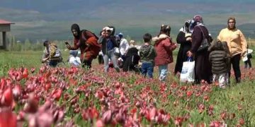 Depremzedeler için lale tarlasına gezi programı düzenlendi