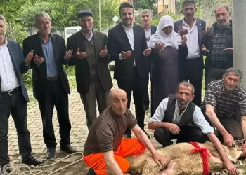 Erdoğan kazandı, Muş’ta 83 yaşındaki nine koç kestirdi