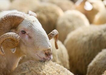 2023’te vekaletle kurban kesim ücretleri ne kadar?