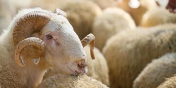 2023’te vekaletle kurban kesim ücretleri ne kadar?