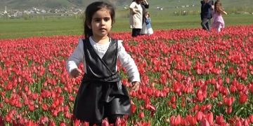 Muş lalesini korumak için tarlasını ekmiyor