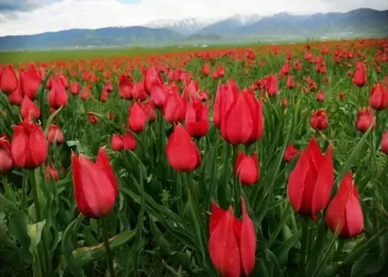 Muş’ta 15 günlük lale devri başladı