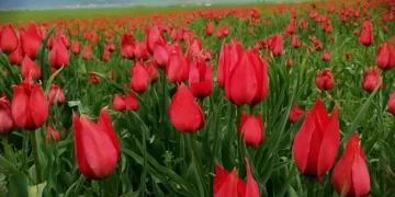 Muş’ta 15 günlük lale devri başladı