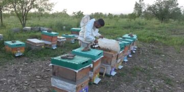 Muş’ta bu yıl 600 ton bal üretimi hedefleniyor