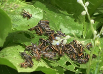 Muş’ta çekirge alarmı! Yok ederek ilerliyorlar