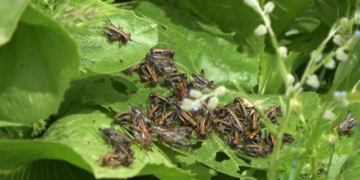 Muş’ta çekirge alarmı! Yok ederek ilerliyorlar