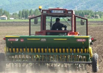 Muş’ta karabuğday tohumu ekimi yapıldı