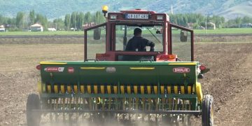 Muş’ta karabuğday tohumu ekimi yapıldı