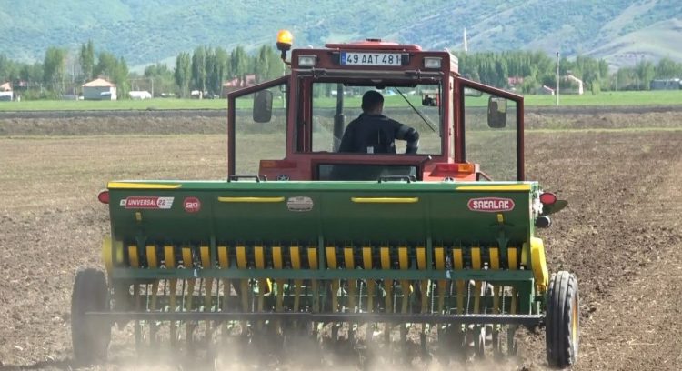 mus ta karabugday tohumu ekimi yapildi habermeydan