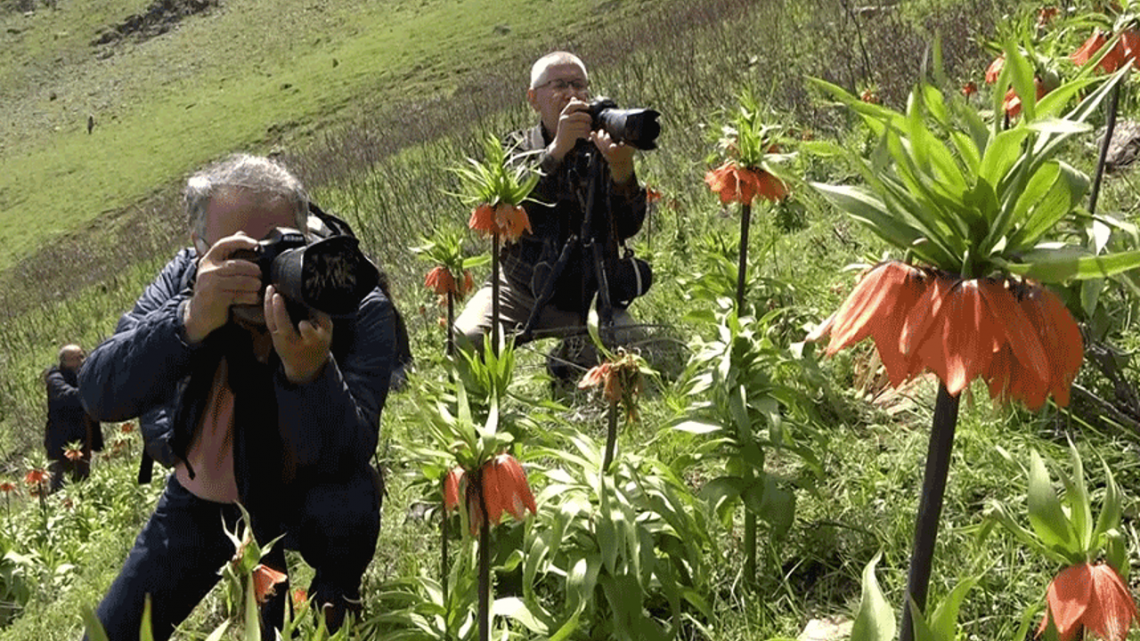musta ters laleleri gormek icin 2 saat yuruduler habermeydan 1