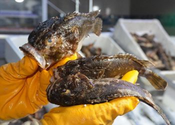 Sinop’ta iskorpit zamanı