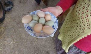 sinop taki bu tavuklar mavi yumurtluyor habermeydan 1