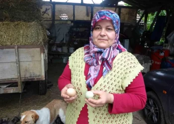Sinop’taki bu tavuklar mavi yumurtluyor