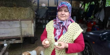 Sinop’taki bu tavuklar mavi yumurtluyor