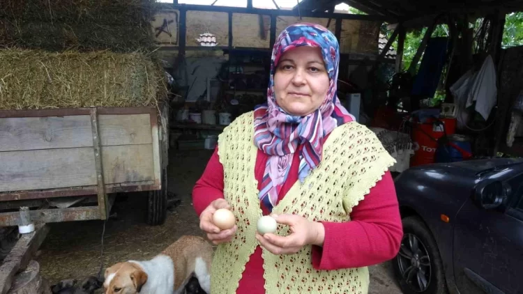 sinop taki bu tavuklar mavi yumurtluyor1 habermeydan