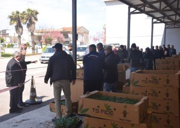 Sinop’ta çiftçilere 80 bin sebze fidesi dağıtıldı