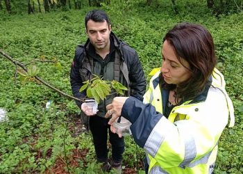 Türkeli ormanlarında gal arısına karşı mücadele genişletiliyor