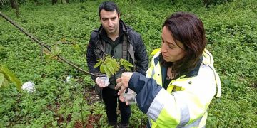 Türkeli ormanlarında gal arısına karşı mücadele genişletiliyor