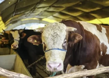 Tarım ve Orman Bakanı açıkladı: Satılamayan kurbanlar ESK tarafından alınacak