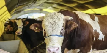 Tarım ve Orman Bakanı açıkladı: Satılamayan kurbanlar ESK tarafından alınacak