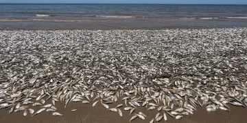 ABD’nin güneyinde, sahile binlerce ölü balık vurdu