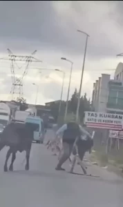 atasehir kurbanlik habermeydan
