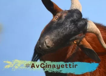 ‘Avcılık yasaklansın’ talebi