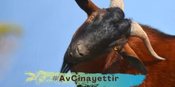 ‘Avcılık yasaklansın’ talebi