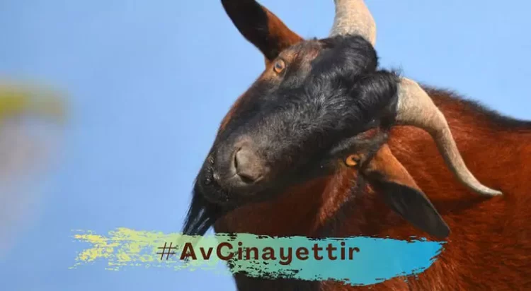 'Avcılık yasaklansın' talebi avcilik habermeydan