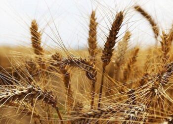 Ukrayna’da bir baraj çöküşüyle buğday fiyatları yükseldi