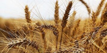 Ukrayna’da bir baraj çöküşüyle buğday fiyatları yükseldi