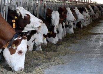 Büyükbaş kurbanlık fiyatları 84 Bin TL’den başlıyor